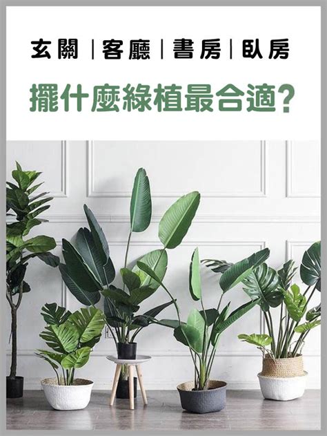 室內植物盆栽|新手怎麼種都美！8種好養好看的室內植物推薦與佈置 